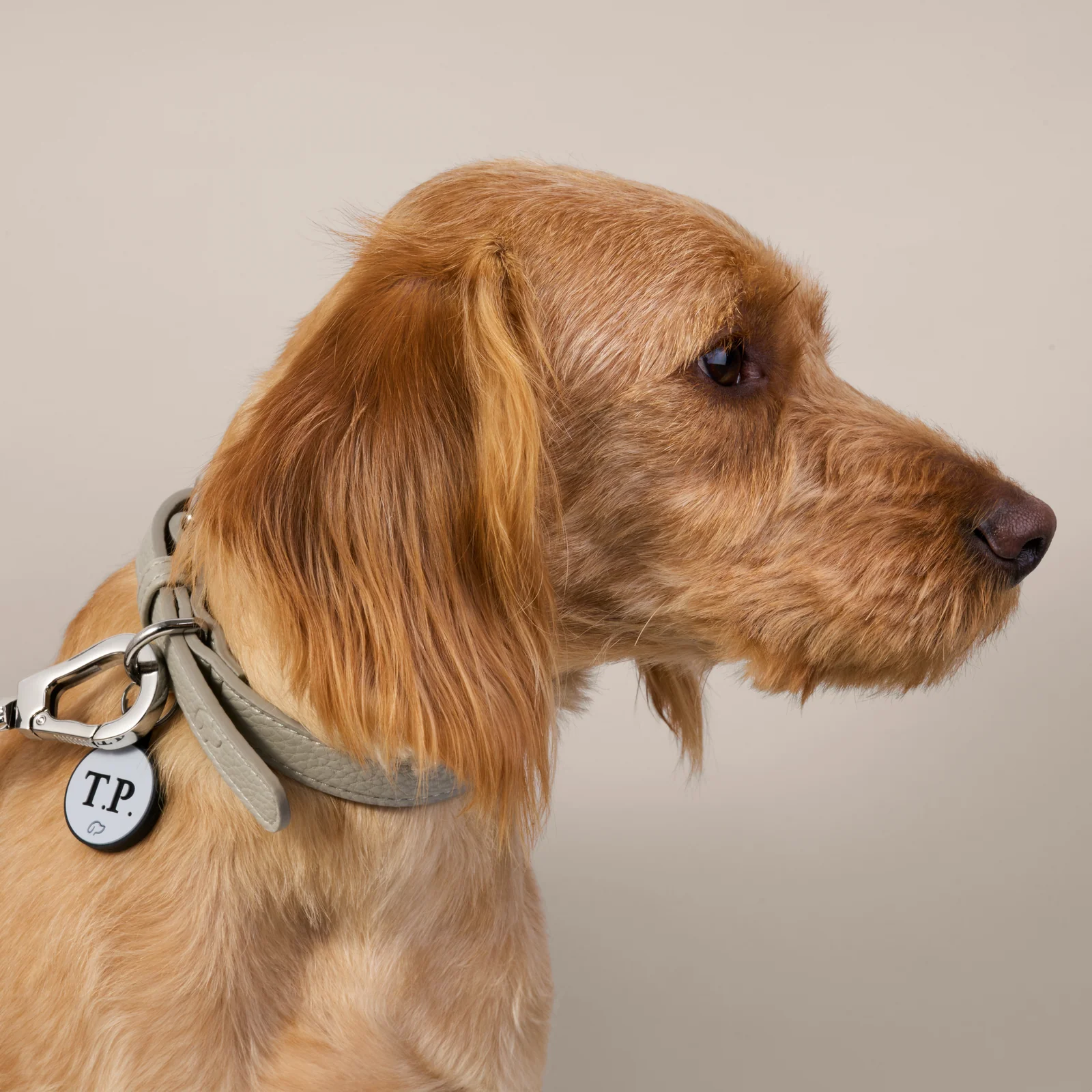 Golden-haired dog wearing a grey Truffle and Paw collar and round tag against beige.