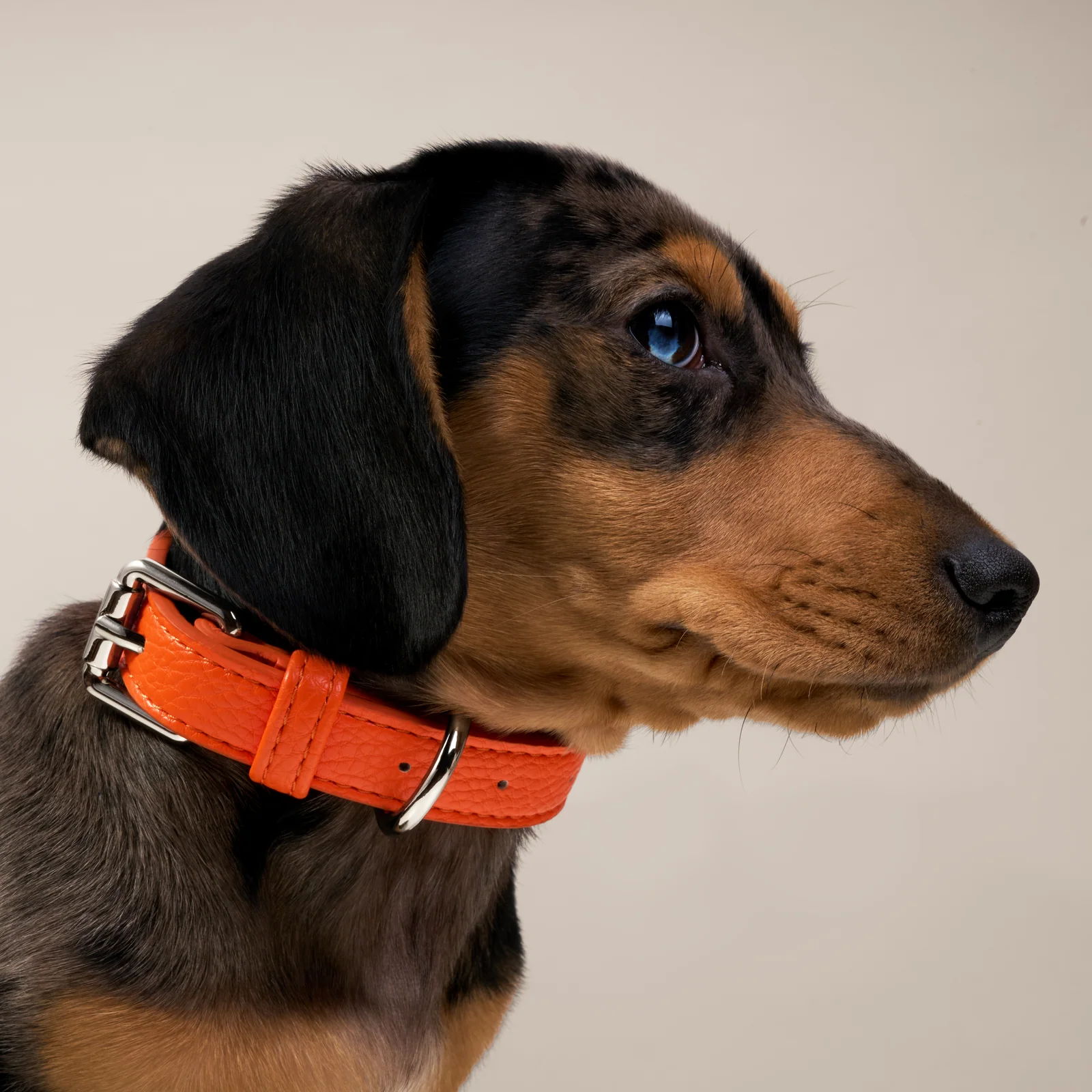 Black-and-tan dog wearing an orange Truffle and Paw collar against beige.
